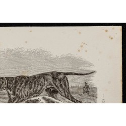 Gravure de 1867 - Chien pointer anglais - 3