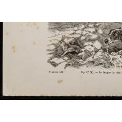 Gravure de 1867 - Chien pointer anglais - 4