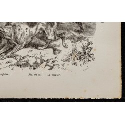 Gravure de 1867 - Chien pointer anglais - 5