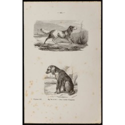 Gravure de 1867 - Variétés de chiens épagneul - 1