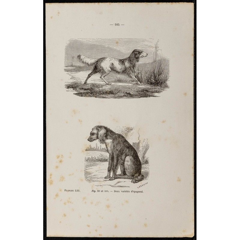 Gravure de 1867 - Variétés de chiens épagneul - 1