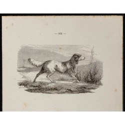 Gravure de 1867 - Variétés de chiens épagneul - 2