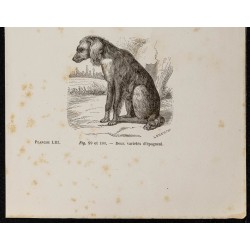 Gravure de 1867 - Variétés de chiens épagneul - 3