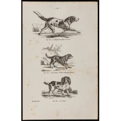 Gravure de 1867 - Chien épagneul anglais, springer & cocker - 1