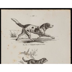 Gravure de 1867 - Chien épagneul anglais, springer & cocker - 2