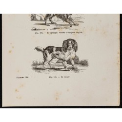 Gravure de 1867 - Chien épagneul anglais, springer & cocker - 3