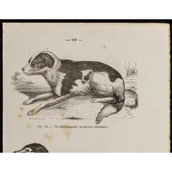 Gravure de 1867 - Demi-épagneul et newfoundland - 2