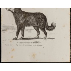 Gravure de 1867 - Demi-épagneul et newfoundland - 3