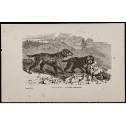 1867 - Chiens griffons...