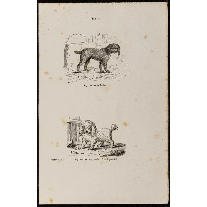 Gravure de 1867 - Chien barbet et un caniche - 1