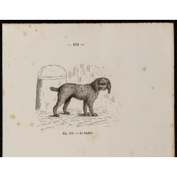 Gravure de 1867 - Chien barbet et un caniche - 2