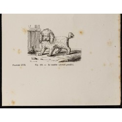 Gravure de 1867 - Chien barbet et un caniche - 3
