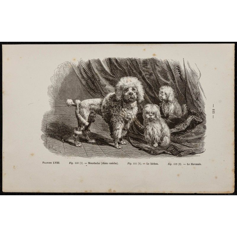 Gravure de 1867 - Chien caniche, un bichon et un havanais - 1