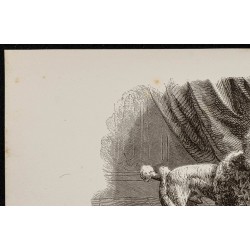 Gravure de 1867 - Chien caniche, un bichon et un havanais - 2