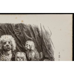 Gravure de 1867 - Chien caniche, un bichon et un havanais - 3