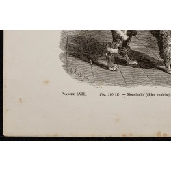 Gravure de 1867 - Chien caniche, un bichon et un havanais - 4