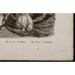 Gravure de 1867 - Chien caniche, un bichon et un havanais - 5