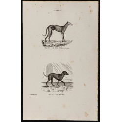 Gravure de 1867 - Lévrier d'Italie et chien turc - 1