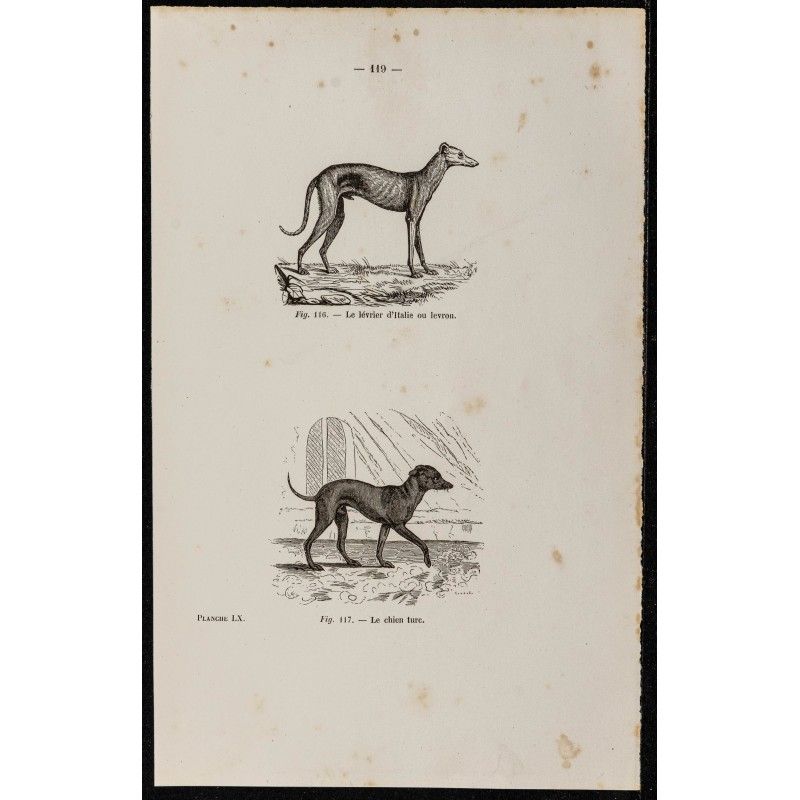 Gravure de 1867 - Lévrier d'Italie et chien turc - 1