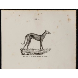 Gravure de 1867 - Lévrier d'Italie et chien turc - 2