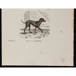 Gravure de 1867 - Lévrier d'Italie et chien turc - 3