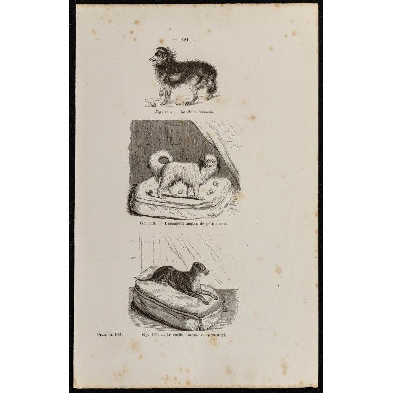 Gravure de 1867 - Chien écossais, épagneul anglais et carlin - 1