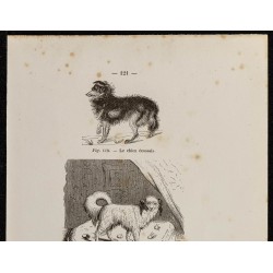 Gravure de 1867 - Chien écossais, épagneul anglais et carlin - 2