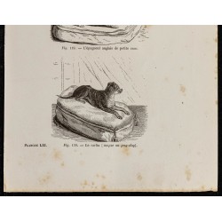 Gravure de 1867 - Chien écossais, épagneul anglais et carlin - 3