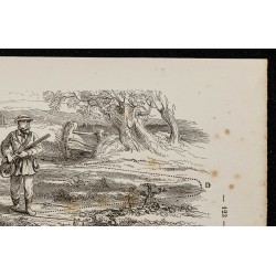 Gravure de 1867 - La quête du chien durant la chasse - 3