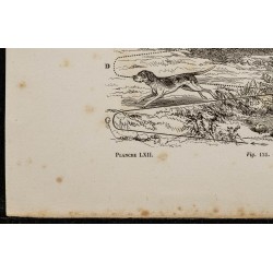Gravure de 1867 - La quête du chien durant la chasse - 4