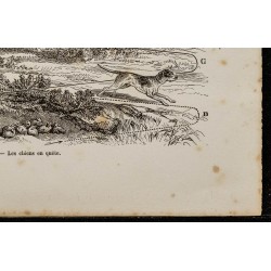 Gravure de 1867 - La quête du chien durant la chasse - 5