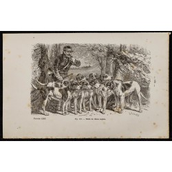 1867 - Meute de chiens anglais