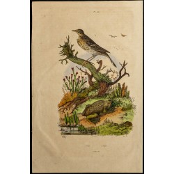 Gravure de 1839 - Crapaud pipa pipa & pipit - 1