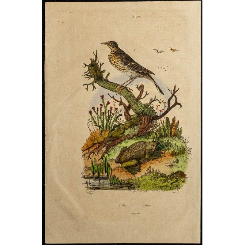 Gravure de 1839 - Crapaud pipa pipa & pipit - 1