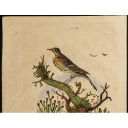 Gravure de 1839 - Crapaud pipa pipa & pipit - 2