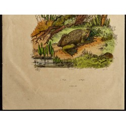 Gravure de 1839 - Crapaud pipa pipa & pipit - 3