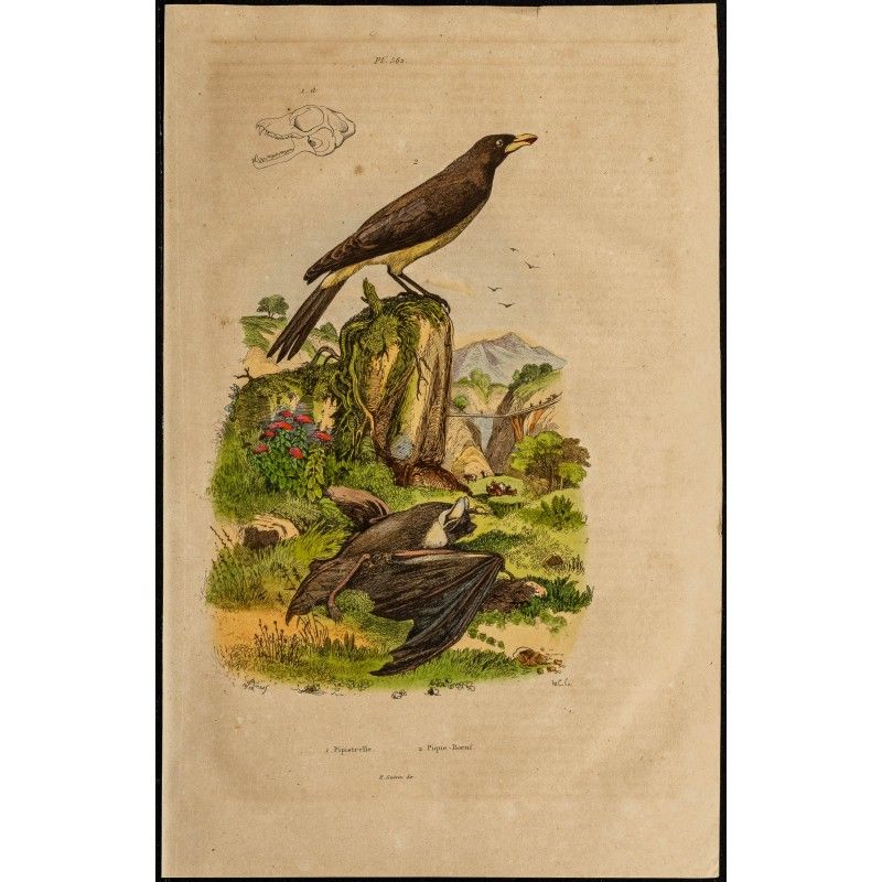 Gravure de 1839 - Chauve souris & Piqueboeuf - 1