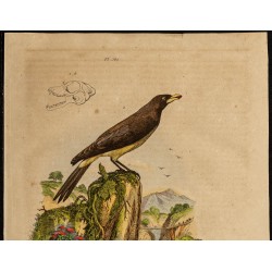 Gravure de 1839 - Chauve souris & Piqueboeuf - 2