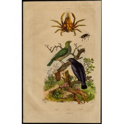 Gravure de 1839 - Loriot d'Europe, crabe et coléoptères - 1