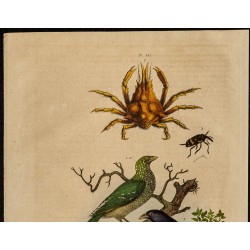 Gravure de 1839 - Loriot d'Europe, crabe et coléoptères - 2