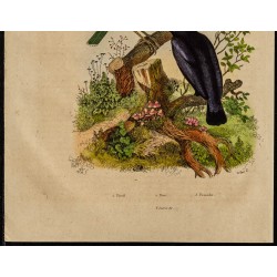 Gravure de 1839 - Loriot d'Europe, crabe et coléoptères - 3