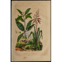 Gravure de 1839 - Plantes Pitcairnia & pittospore - 1