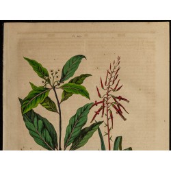 Gravure de 1839 - Plantes Pitcairnia & pittospore - 2