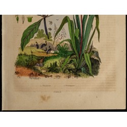 Gravure de 1839 - Plantes Pitcairnia & pittospore - 3