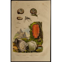 Gravure de 1839 - Planaires, mollusques et planiceps - 1