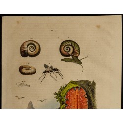 Gravure de 1839 - Planaires, mollusques et planiceps - 2