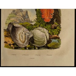 Gravure de 1839 - Planaires, mollusques et planiceps - 3