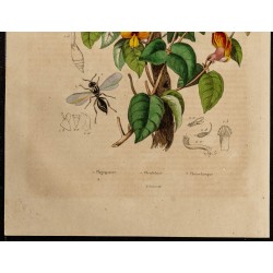 Gravure de 1839 - Platygaster & Platyrhynque - 3