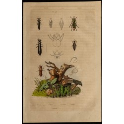 Gravure de 1839 - Insectes Coléoptères - 1
