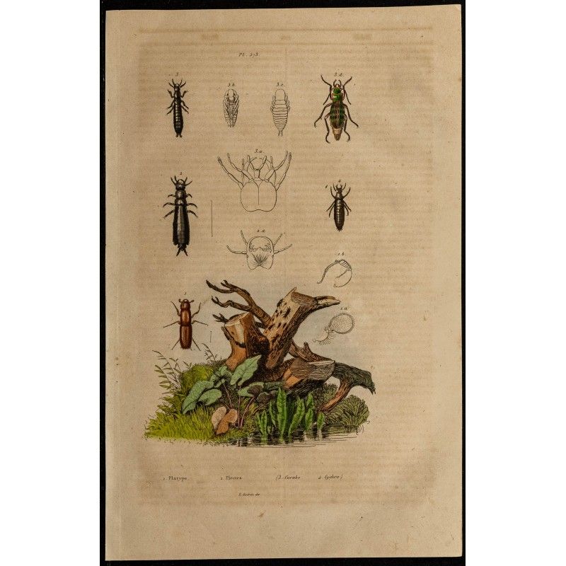 Gravure de 1839 - Insectes Coléoptères - 1